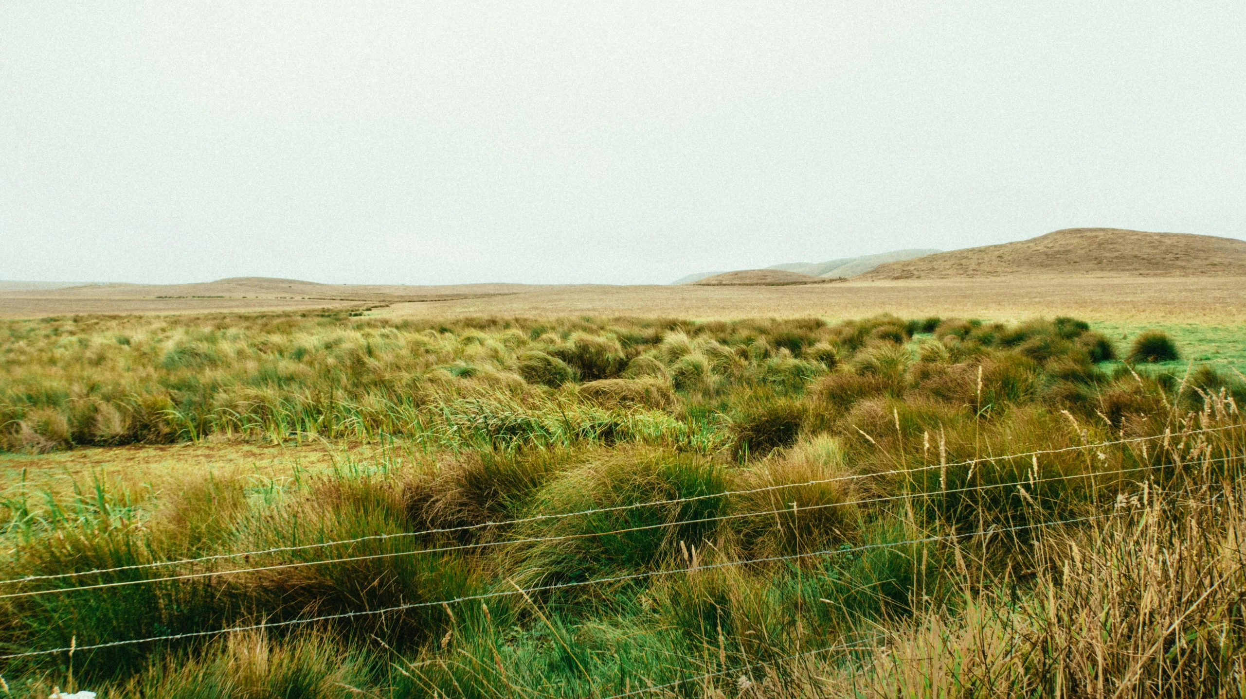 a herd of sheep standing on top of a lush green field, an album cover, by Jessie Algie, unsplash, land art, fence line, moorland, brown stubble, vsco film grain