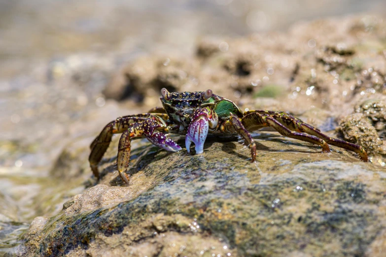 a crab that is sitting on a rock, unsplash, hurufiyya, multi - coloured, young male, sprawling, slide show