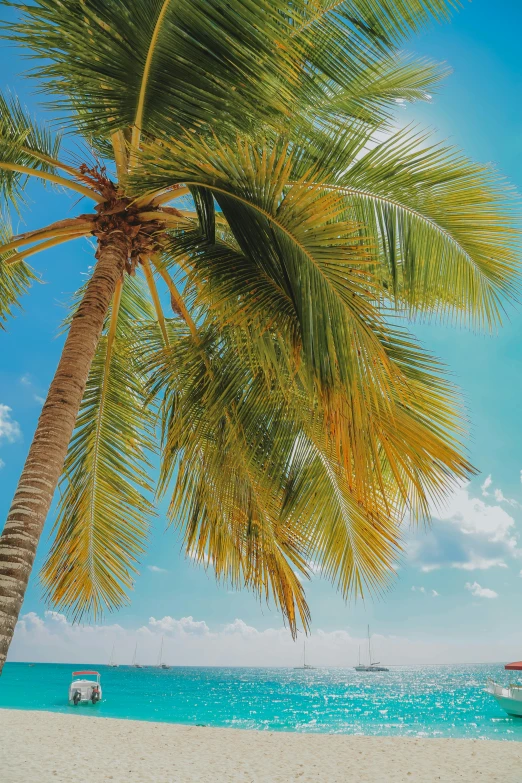 a boat sitting on top of a beach next to a palm tree, up-close, daytime, skies, february)