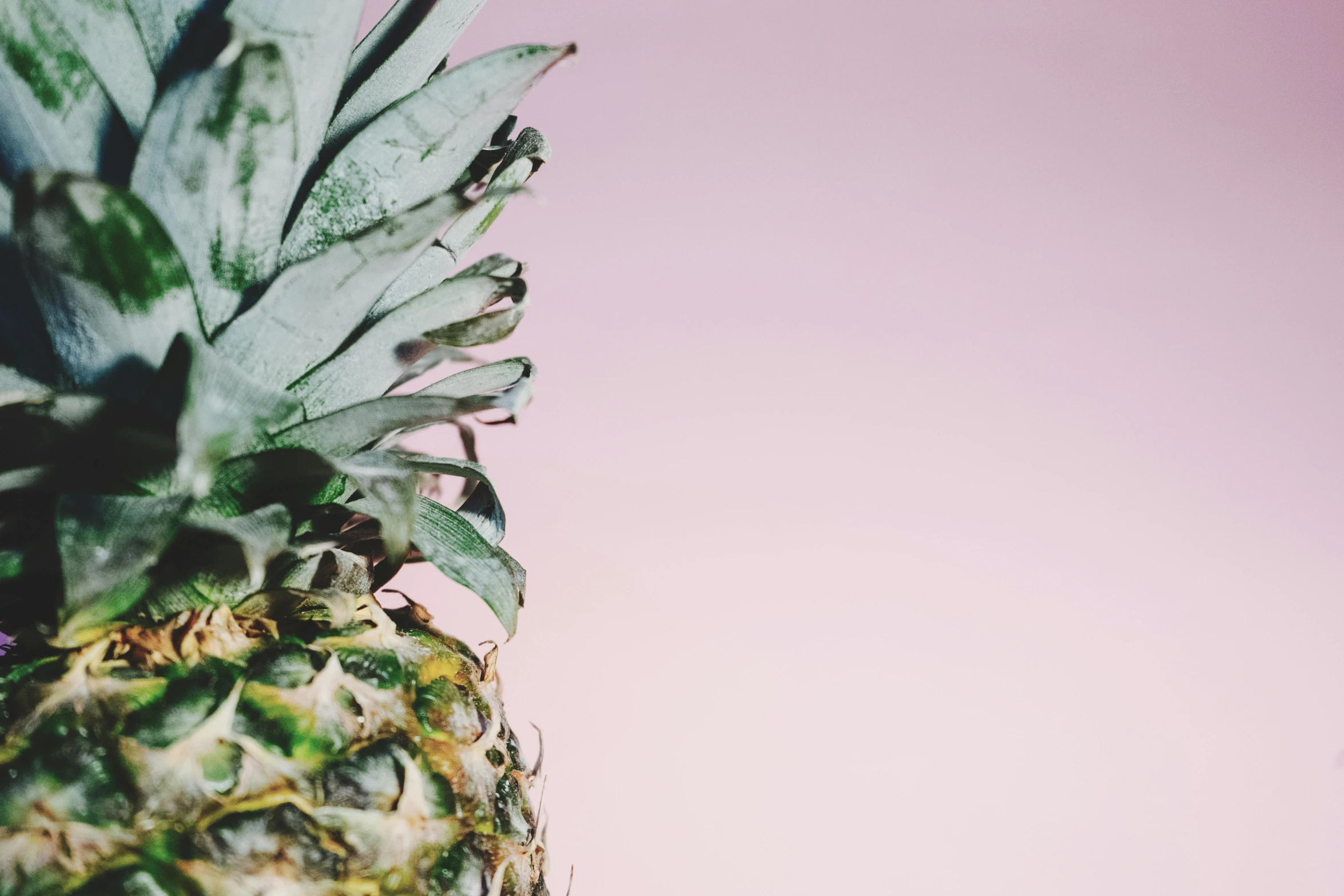 a close up of a pineapple against a pink background, by Daniel Lieske, trending on unsplash, aestheticism, background image