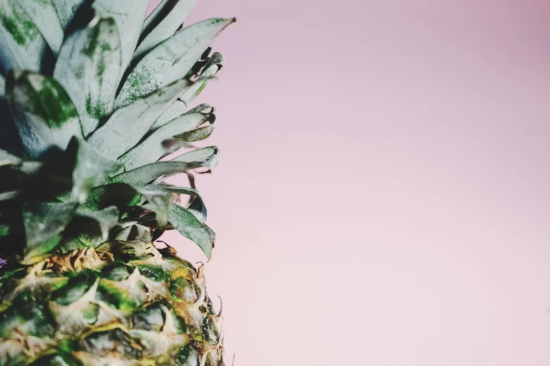 a close up of a pineapple against a pink background, by Daniel Lieske, trending on unsplash, aestheticism, background image