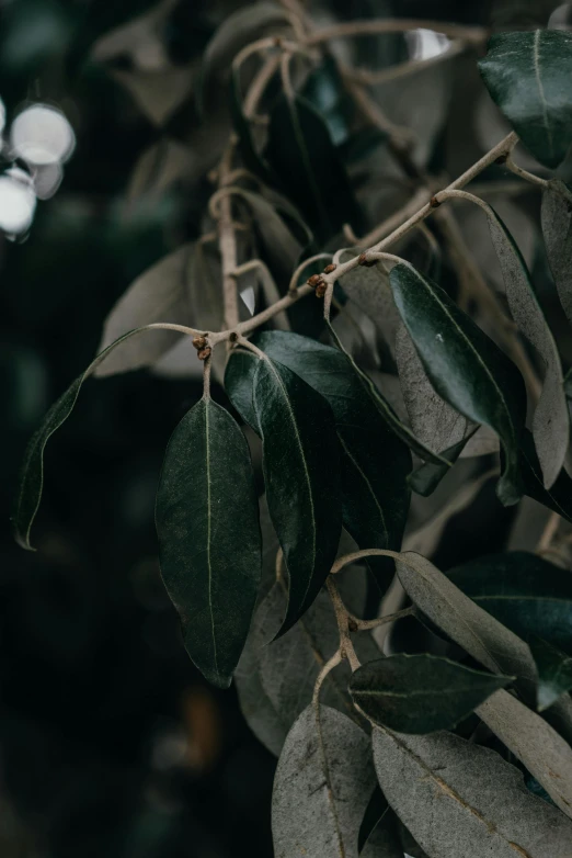 a bunch of green leaves hanging from a tree, an album cover, trending on pexels, australian tonalism, olive, indoor picture, grey, dark