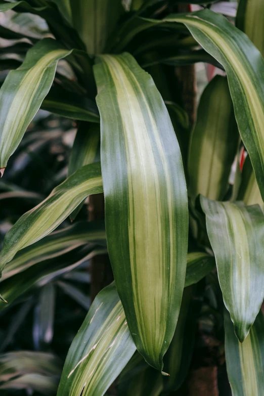 a close up of a plant with green leaves, large cornicione, iridescent color, striped, zoomed out shot