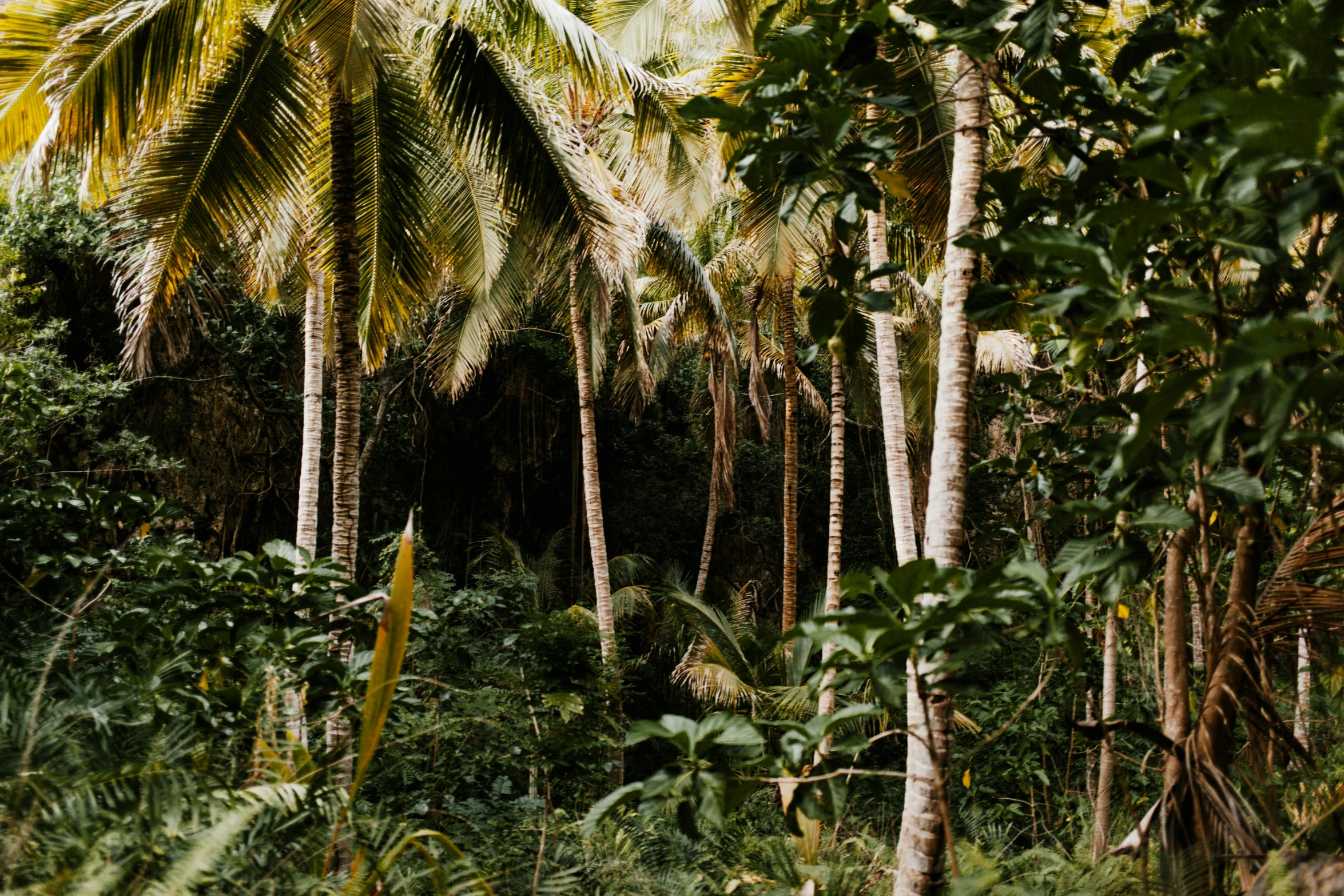 a man riding a horse through a lush green forest, unsplash, sumatraism, coconut palms, garden with fruits on trees, thumbnail, puerto rico