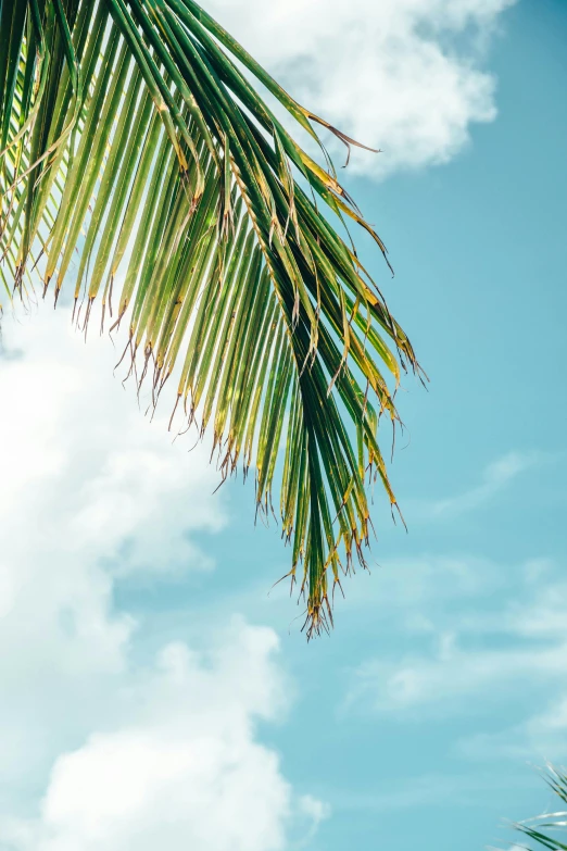 a palm tree with a blue sky in the background, profile image