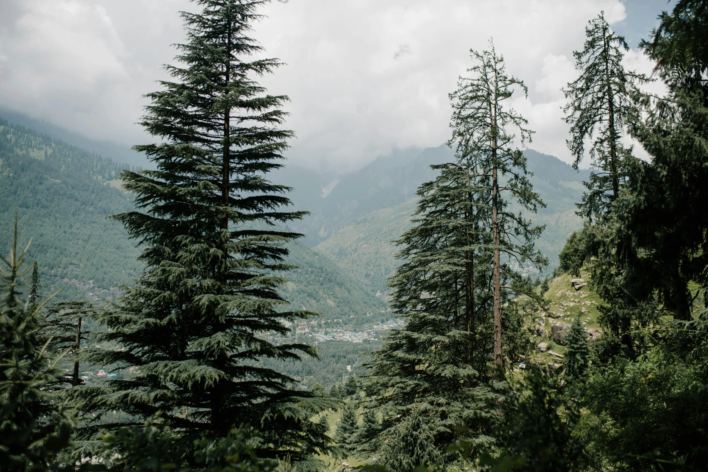 a couple of trees sitting on top of a lush green hillside, pexels contest winner, hurufiyya, himalayas, whistler, low quality photo, nature growing around the city