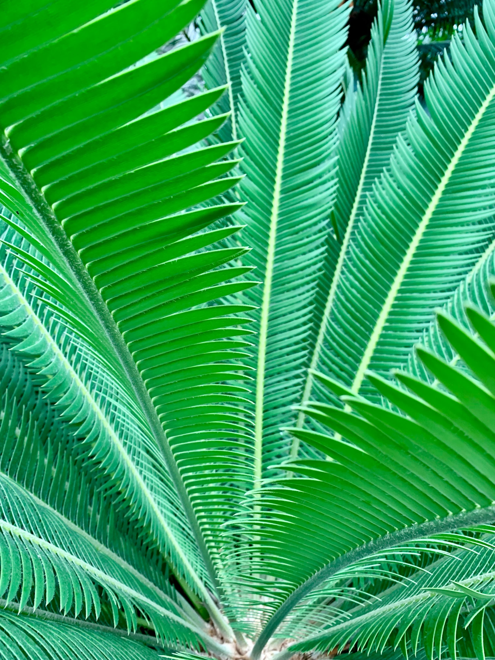 a close up of a palm tree with green leaves, inspired by Art Green, pexels contest winner, seafoam green, green square, scaly, it\'s name is greeny