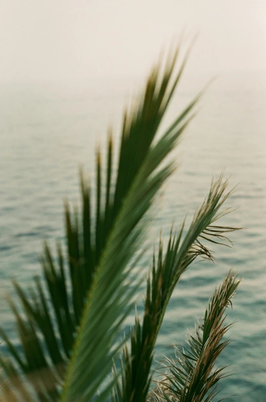 a palm tree in front of a body of water, a picture, inspired by Elsa Bleda, unsplash, renaissance, cinestill hasselblad 2 0 0 mm, greens), soft vinyl, view from the sea