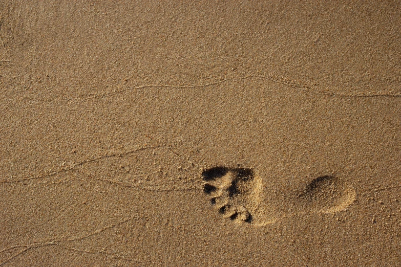a dog paw print in the sand on a beach, by Felix-Kelly, symbolism, panels, fan favorite, design, brown