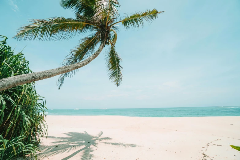 a palm tree sitting on top of a sandy beach, pexels contest winner, hurufiyya, sri lanka, teal aesthetic, tans, opening shot