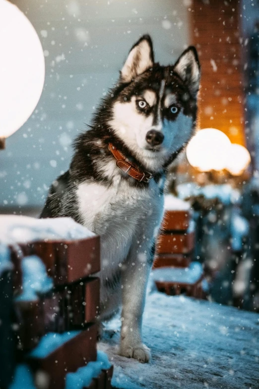 a husky dog sitting on a bench in the snow, pexels contest winner, photorealism, dazzling lights, avatar image, indoor picture, wide eyed