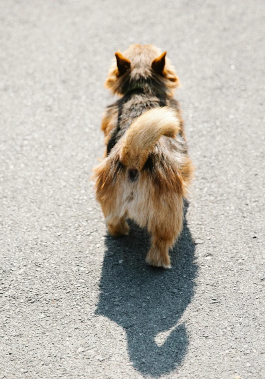 a small brown dog walking across a street, unsplash, fluffy tail, directional sunlight skewed shot, taken in the late 2000s, top - down photo