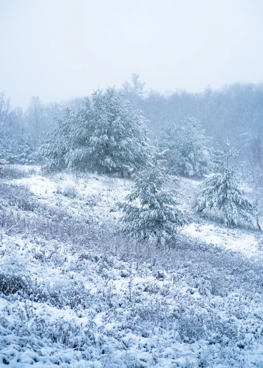 a field covered in snow with trees in the background, a photo, unsplash contest winner, renaissance, william penn state forest, during a hail storm, hillside, today\'s featured photograph 4k