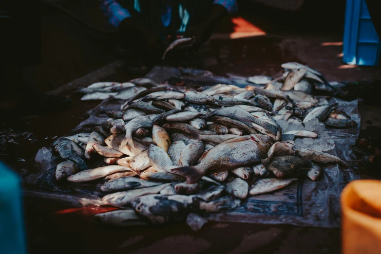 a pile of fish sitting on top of a table, by Daniel Lieske, trending on unsplash, evening sunlight, dark-skinned, 🦩🪐🐞👩🏻🦳, full of silver layers