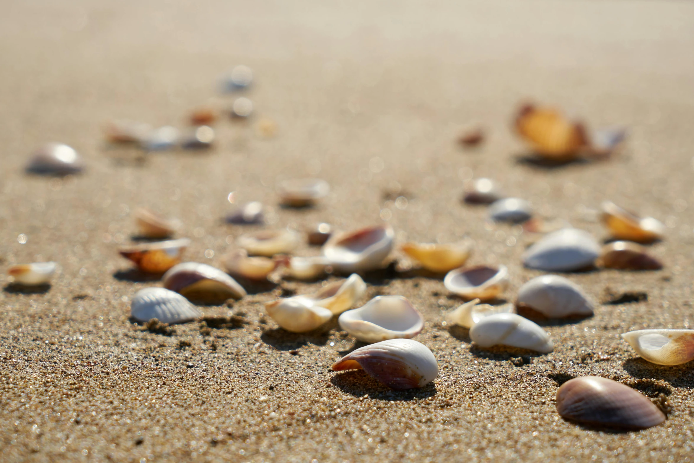 a bunch of shells sitting on top of a sandy beach, at a beach, the beach, sunlit, 5 feet away