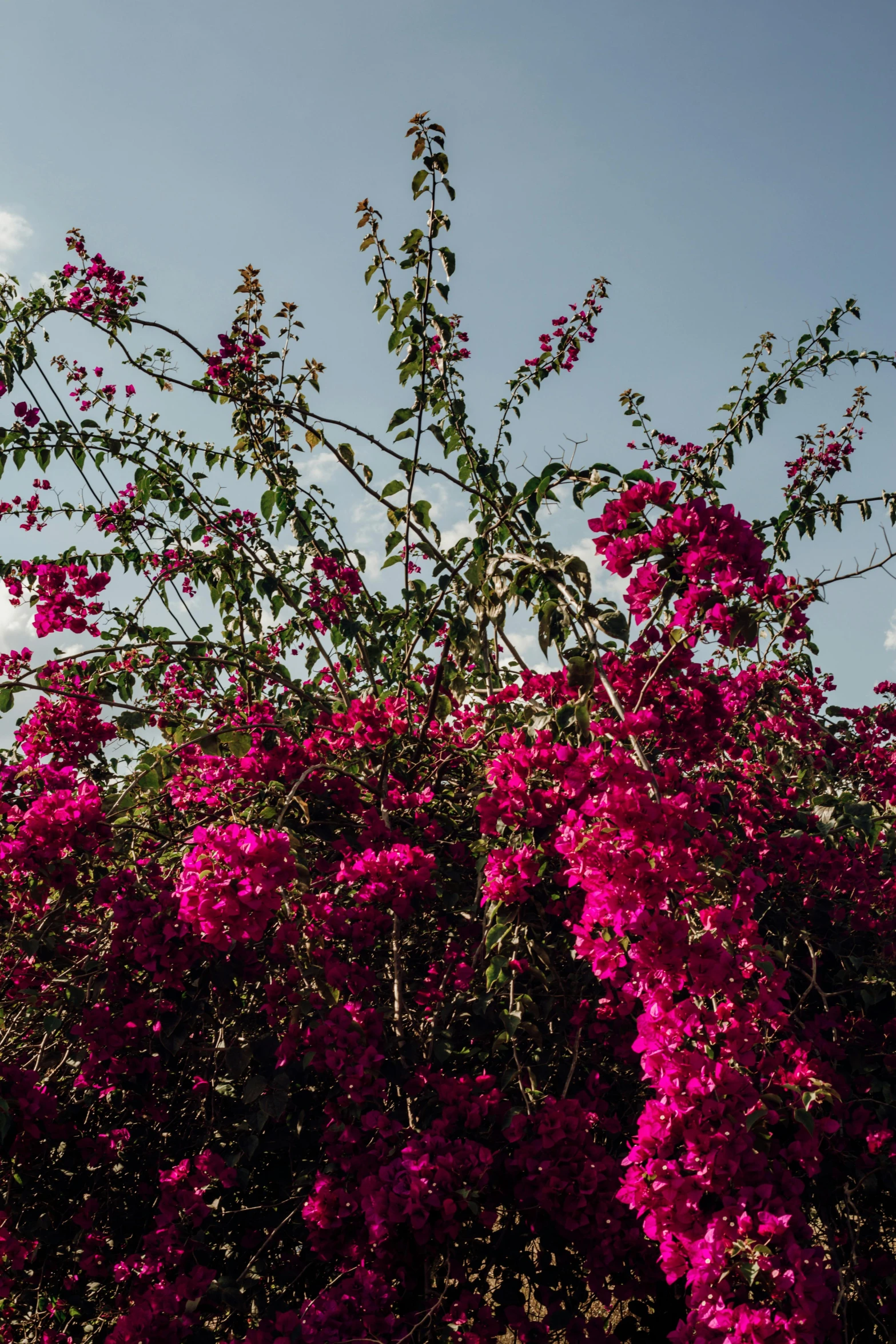 a clock tower sitting in the middle of a lush green field, an album cover, inspired by Julian Schnabel, unsplash, bougainvillea, large exotic flowers, cuba, branches