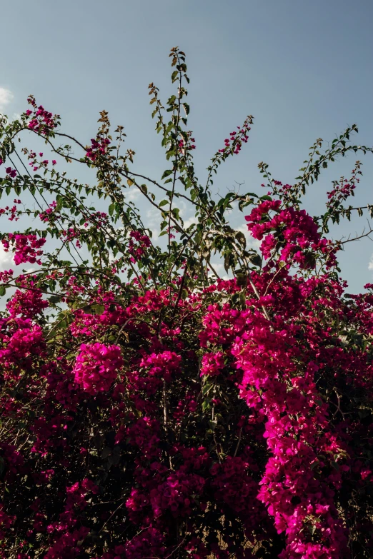 a clock tower sitting in the middle of a lush green field, an album cover, inspired by Julian Schnabel, unsplash, bougainvillea, large exotic flowers, cuba, branches