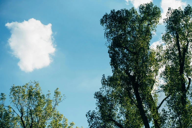 a couple of trees that are next to each other, inspired by Jan Rustem, unsplash, visual art, summer clear blue sky, afternoon lighting, scattered clouds, canopy