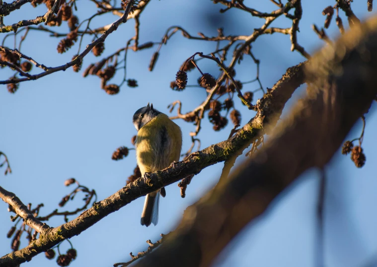 a small bird sitting on top of a tree branch, yellow and blue, shot with sony alpha, winter sun, various posed