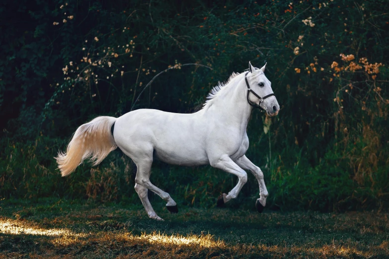 a white horse running across a lush green field, unsplash contest winner, arabesque, gleaming silver, non-binary, smooth in 8k, perfectly shaded