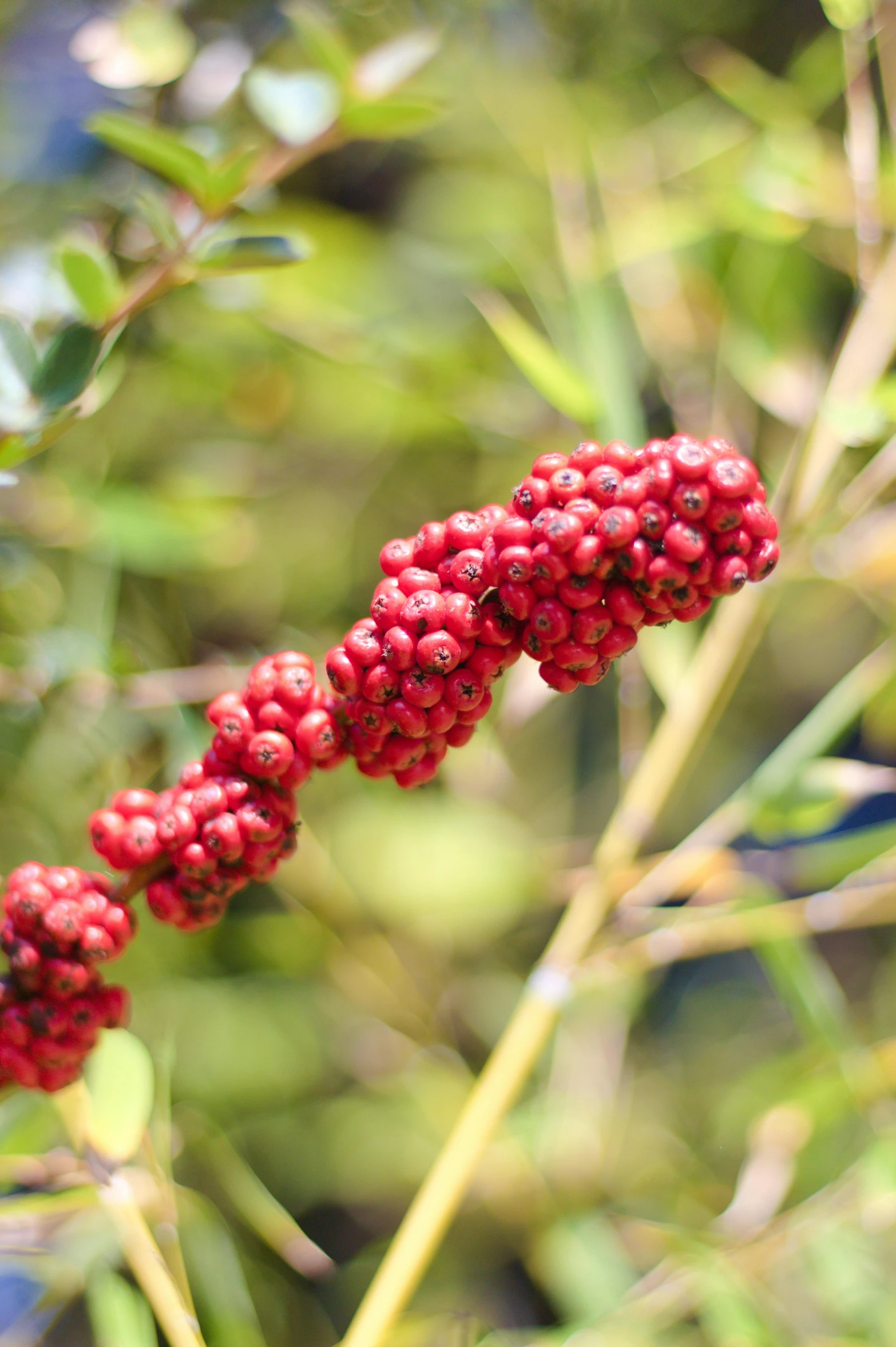 a close up of a bunch of berries on a tree, cinnabar, willow plant, cone shaped, award-winning