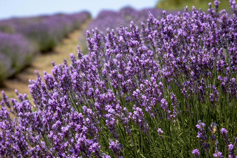 a field of lavender flowers on a sunny day, by Carey Morris, pexels, 🦩🪐🐞👩🏻🦳, profile close-up view, picton blue, panoramic shot