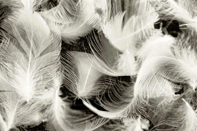 a black and white photo of a bunch of feathers, a macro photograph, by Germaine Krull, liquid gold, lots of white cotton, low detail, birds eye photograph