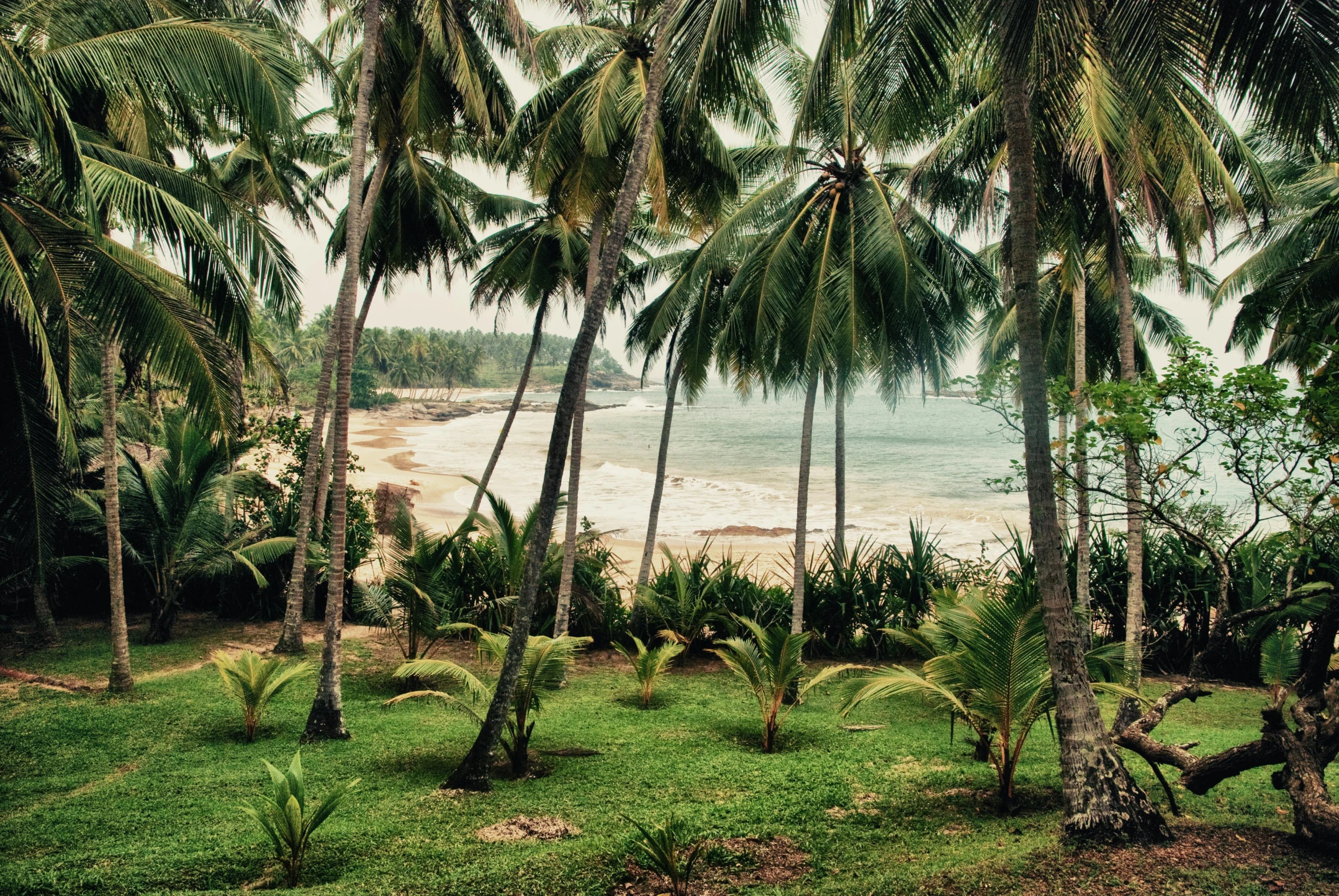 a group of palm trees sitting on top of a lush green field, inspired by Thomas Struth, unsplash, overlooking the beach, in jungle, shoreline, 1970s photo