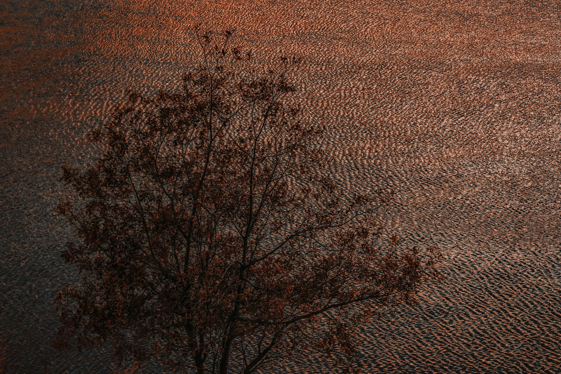 a lone tree in the middle of a field, by Eglon van der Neer, unsplash contest winner, land art, black and terracotta, water ripples, autumn light, top down perspecrive