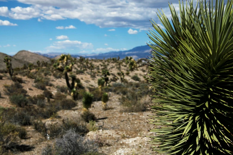 a cactus plant in the middle of a desert, by Gwen Barnard, unsplash, plein air, arid mountains and palm forest, 2000s photo, fan favorite, thick bushes