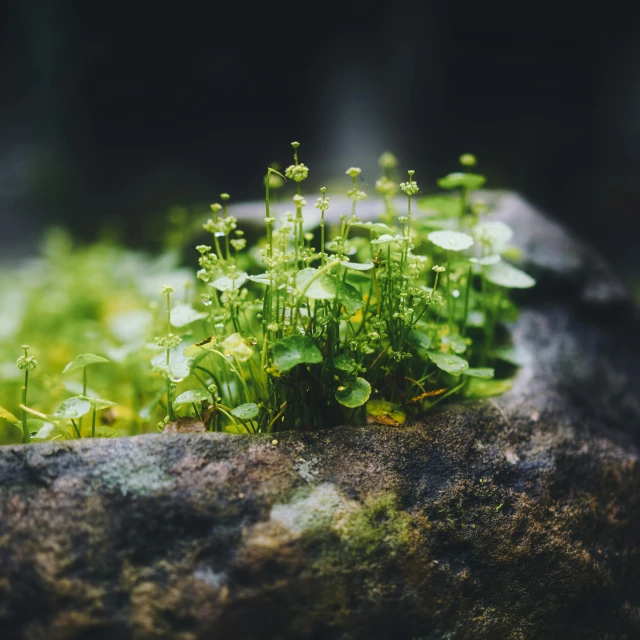 small green plants growing out of a rock, a tilt shift photo, unsplash, shot on hasselblad, softly - lit, clover, gardening