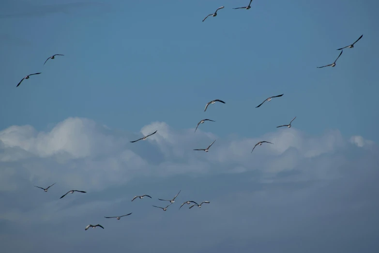 a flock of birds flying in the sky, by James Morris, pexels contest winner, hurufiyya, seaview, blue skies, album, no cropping