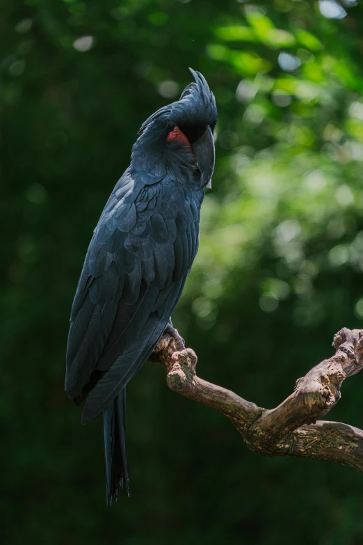 a blue bird sitting on top of a tree branch, wrapped in black, pararel, doing a majestic pose, grey