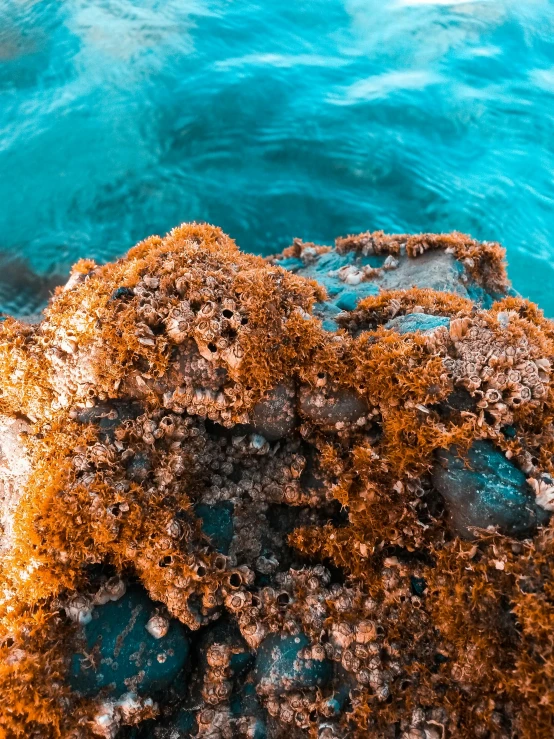 a close up of a rock in a body of water, covered in coral, manly, rusted, clear blue water