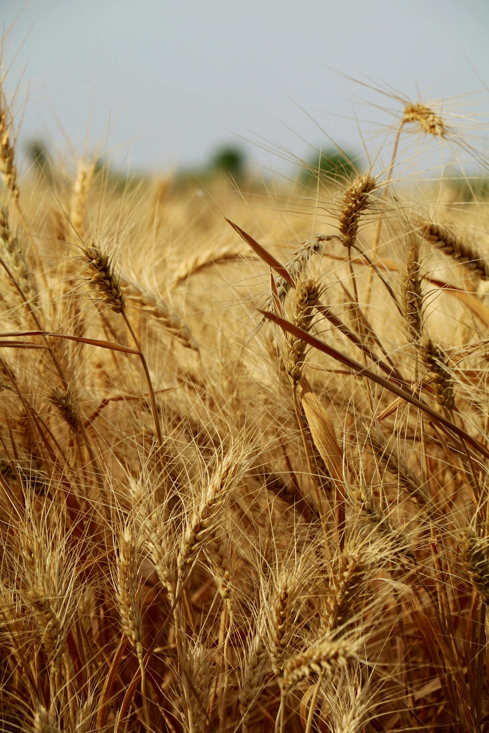 a field of ripe wheat on a sunny day, an album cover, loosely cropped, taken in the late 2010s, staring, a tall