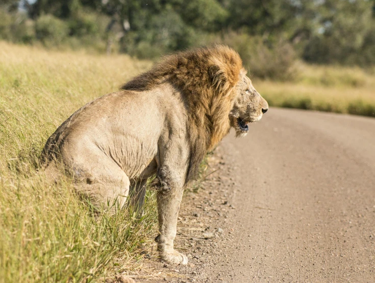 a lion standing on the side of a road