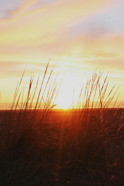 the sun is setting behind some tall grass, by Heather Hudson, pexels, omaha beach, fire on the horizon, sunset panorama, instagram picture