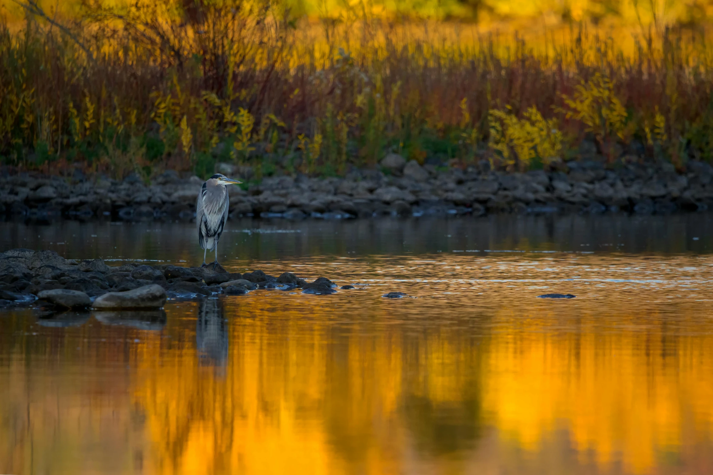 a bird that is standing in the water, a picture, by Neil Blevins, unsplash contest winner, at sunset in autumn, on a riverbank, heron, blue and yellow fauna