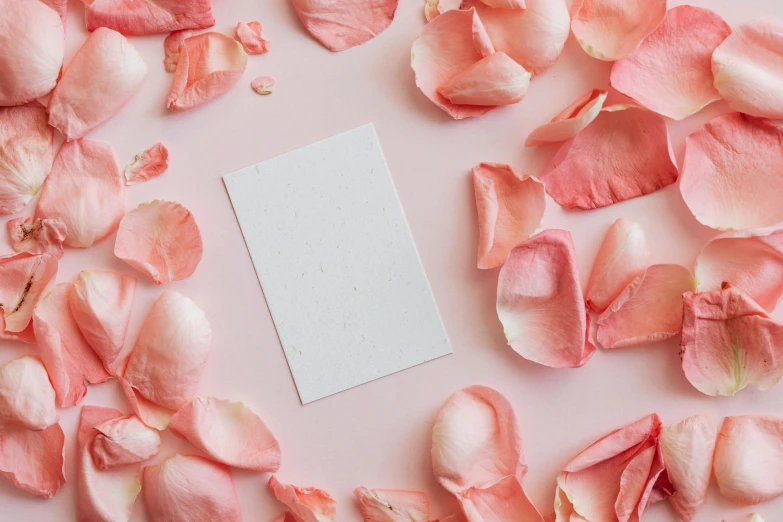 a white card surrounded by rose petals on a pink background, by Carey Morris, pexels contest winner, society 6, background image, smooth textured skin, card template