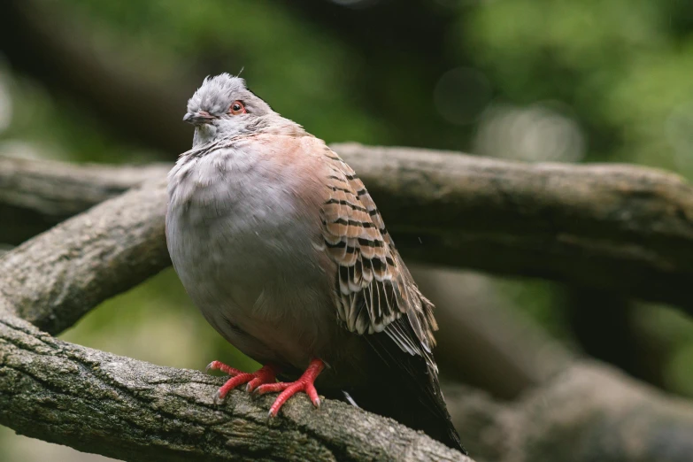 a bird sitting on top of a tree branch, partially bald, soft skin, dove in an ear canal, multicoloured