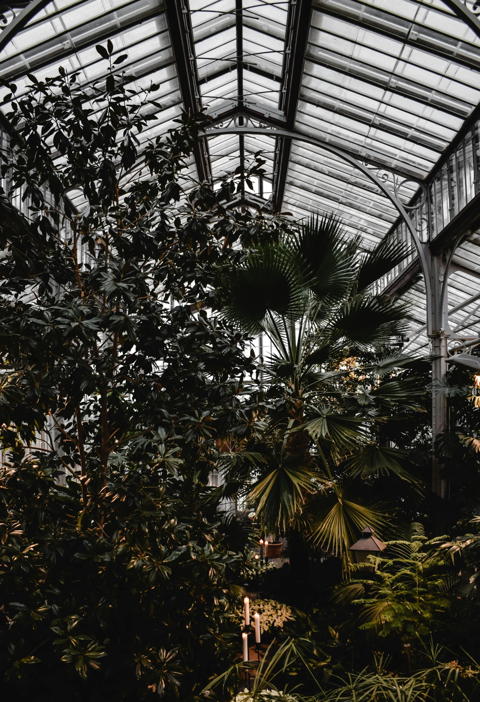 a greenhouse filled with lots of plants and trees, an album cover, unsplash contest winner, dark academia aesthetic, tall ceiling, as seen from the canopy, royal garden landscape