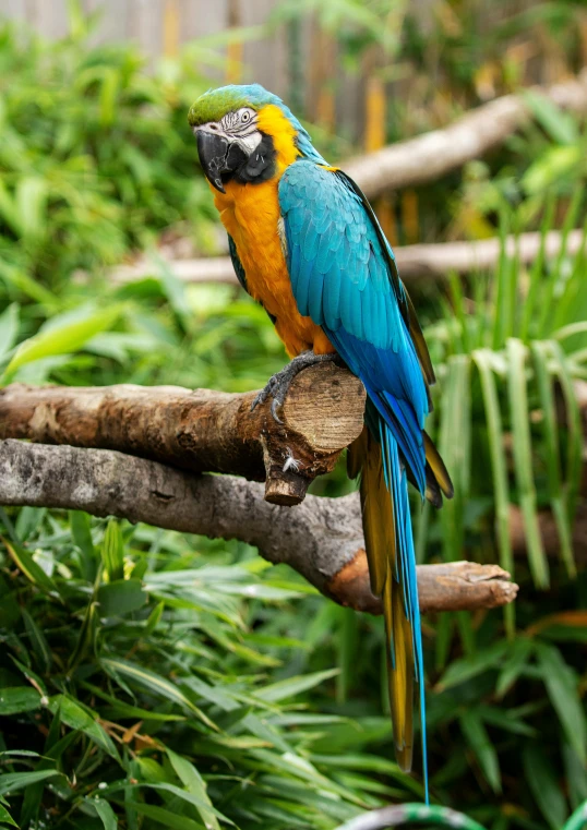 a colorful parrot sitting on top of a tree branch, lush surroundings, blue and gold, in the zoo exhibit, in a jungle