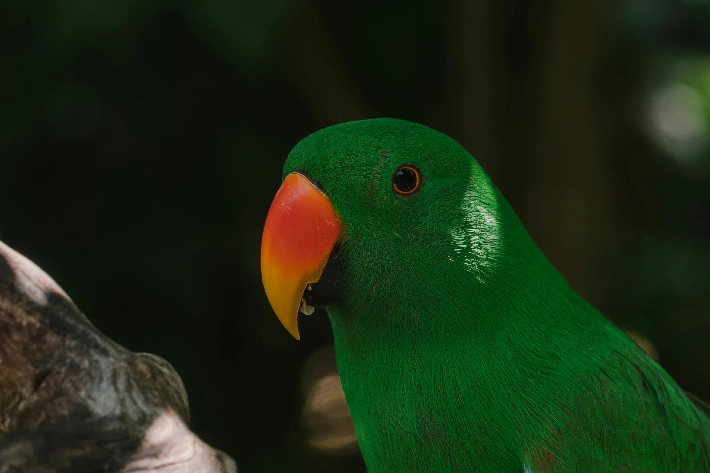 a green parrot sitting on top of a tree branch, a portrait, pexels contest winner, hurufiyya, new zeeland, with his pet bird, today's featured photograph 4k, a brightly colored