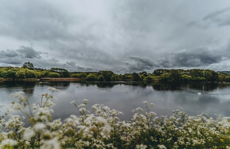 a body of water surrounded by trees and flowers, by Andrew Allan, pexels contest winner, cloudy overcast sky, brockholes, hd footage, massive river