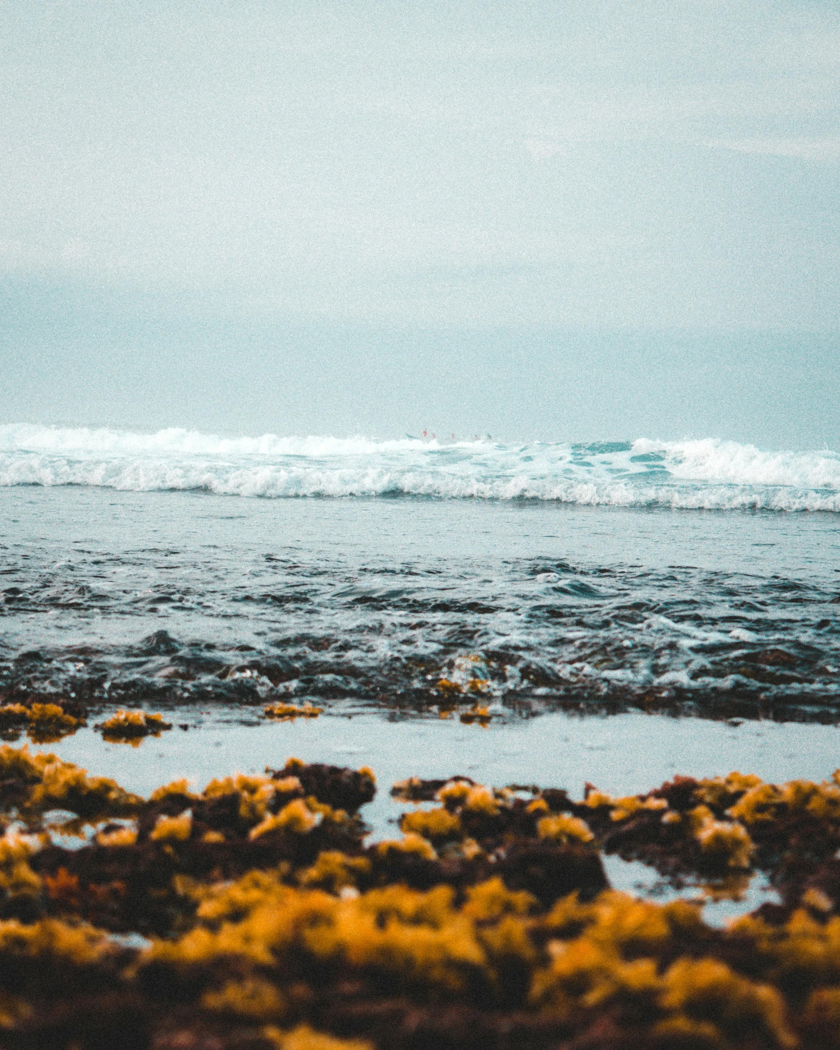 a person riding a surfboard on top of a sandy beach, yellow seaweed, photo of the middle of the ocean, rocky grass field, instagram photo