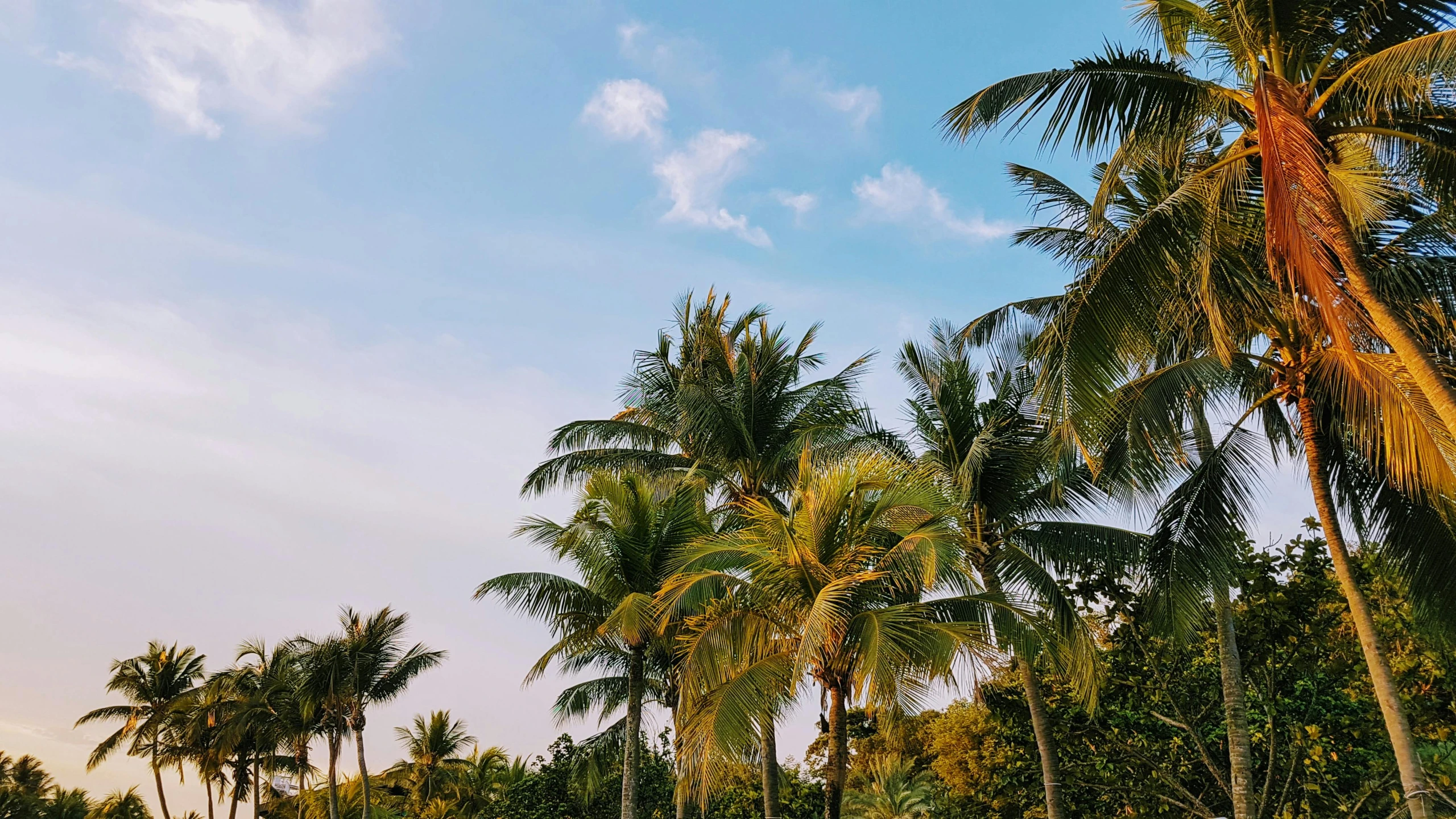 a group of people standing on top of a lush green field, palm trees on the beach, background image, teal aesthetic, looking up onto the sky