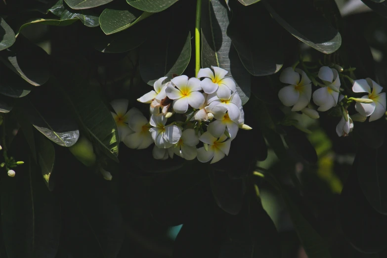 a bunch of white and yellow flowers on a tree, unsplash, hurufiyya, background image, jungle fruit, shot on sony a 7, grey