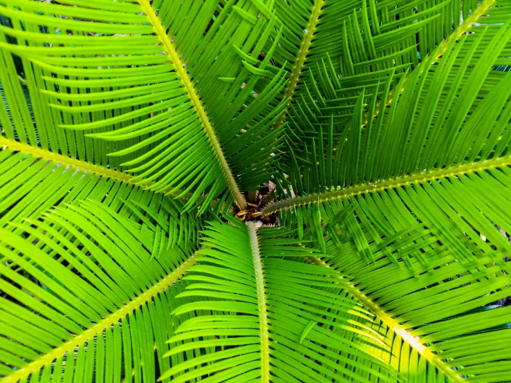 a close up of a plant with green leaves, by Jan Rustem, palm pattern visible, top down perspective, bahamas, highly detailed # no filter