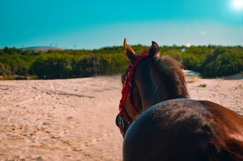 a brown horse standing on top of a sandy beach, view from behind, profile image, instagram picture, cavalry