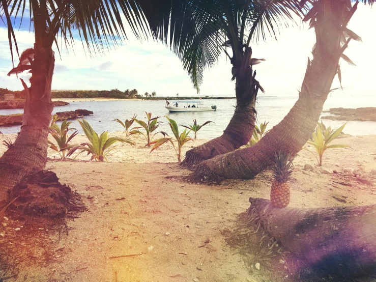 a couple of palm trees sitting on top of a sandy beach, a polaroid photo, sparkling cove, lush surroundings, coconuts, lo fi